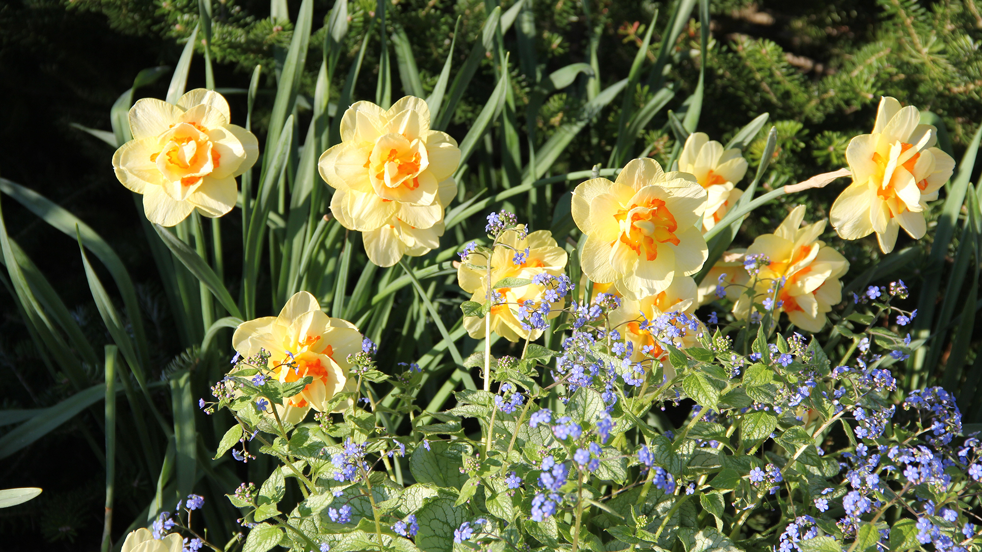 Daffodils and Brunnera blooms