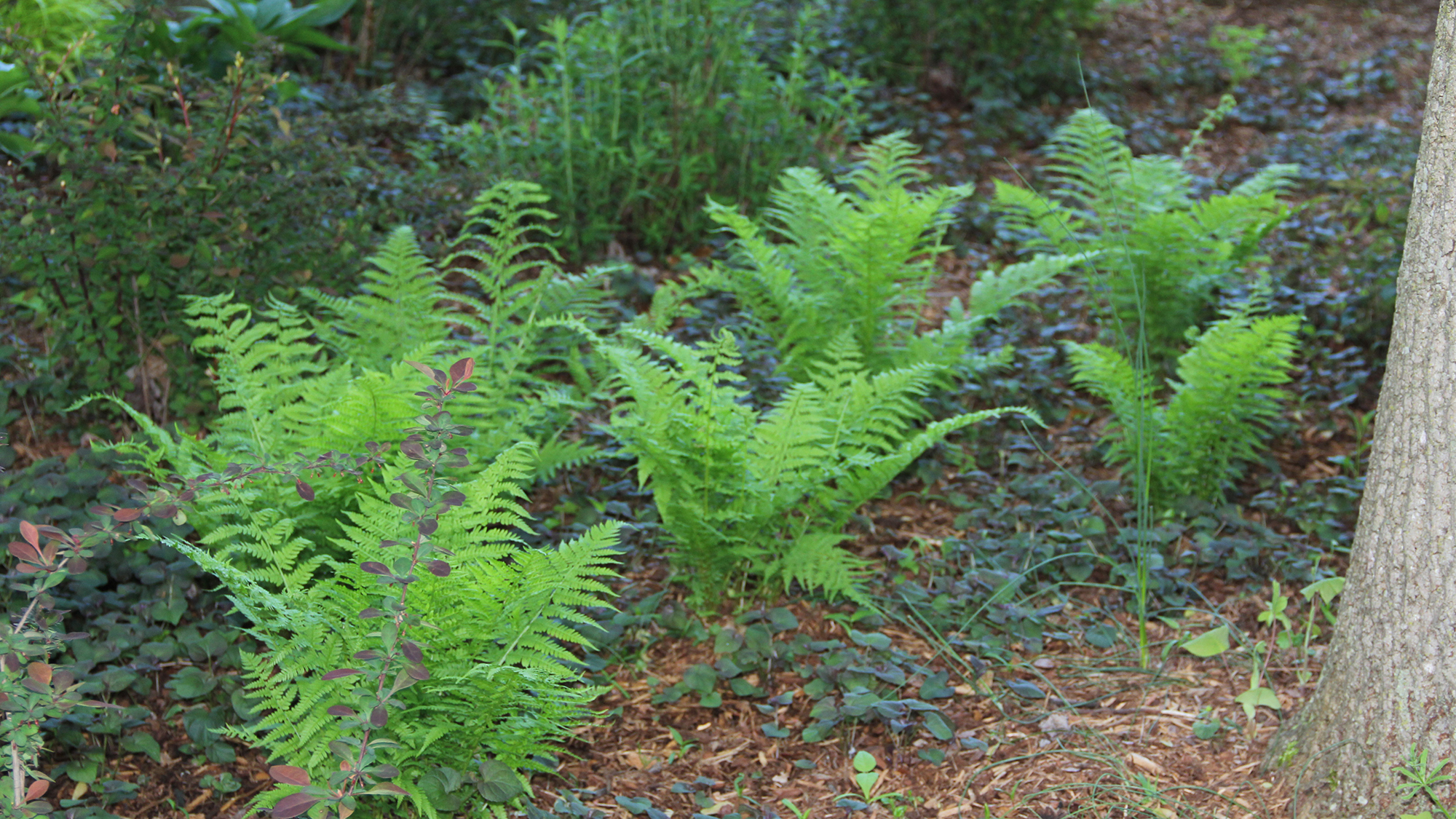 ferns in the woodland garden