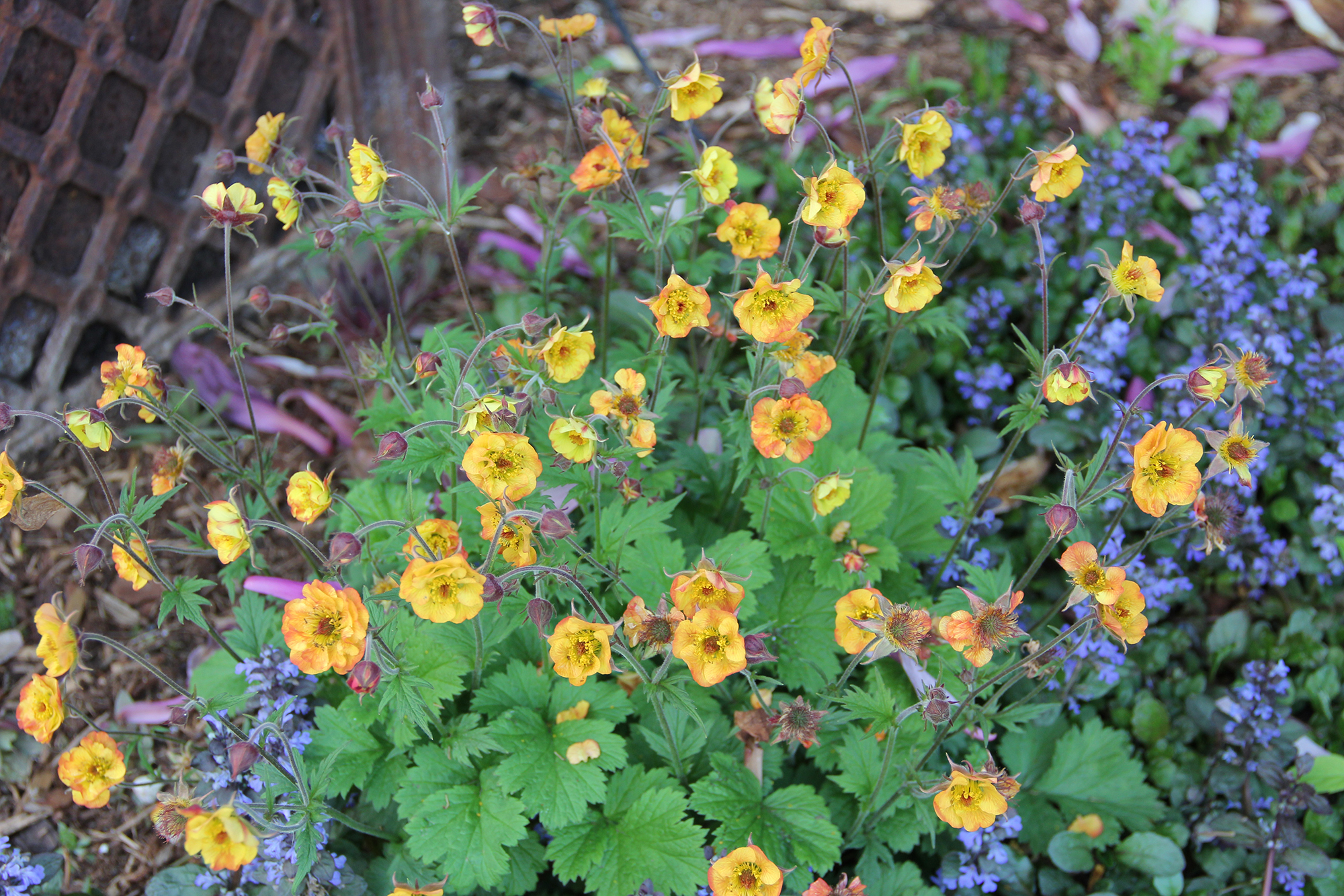 Geum Alabama Slammer in bloom