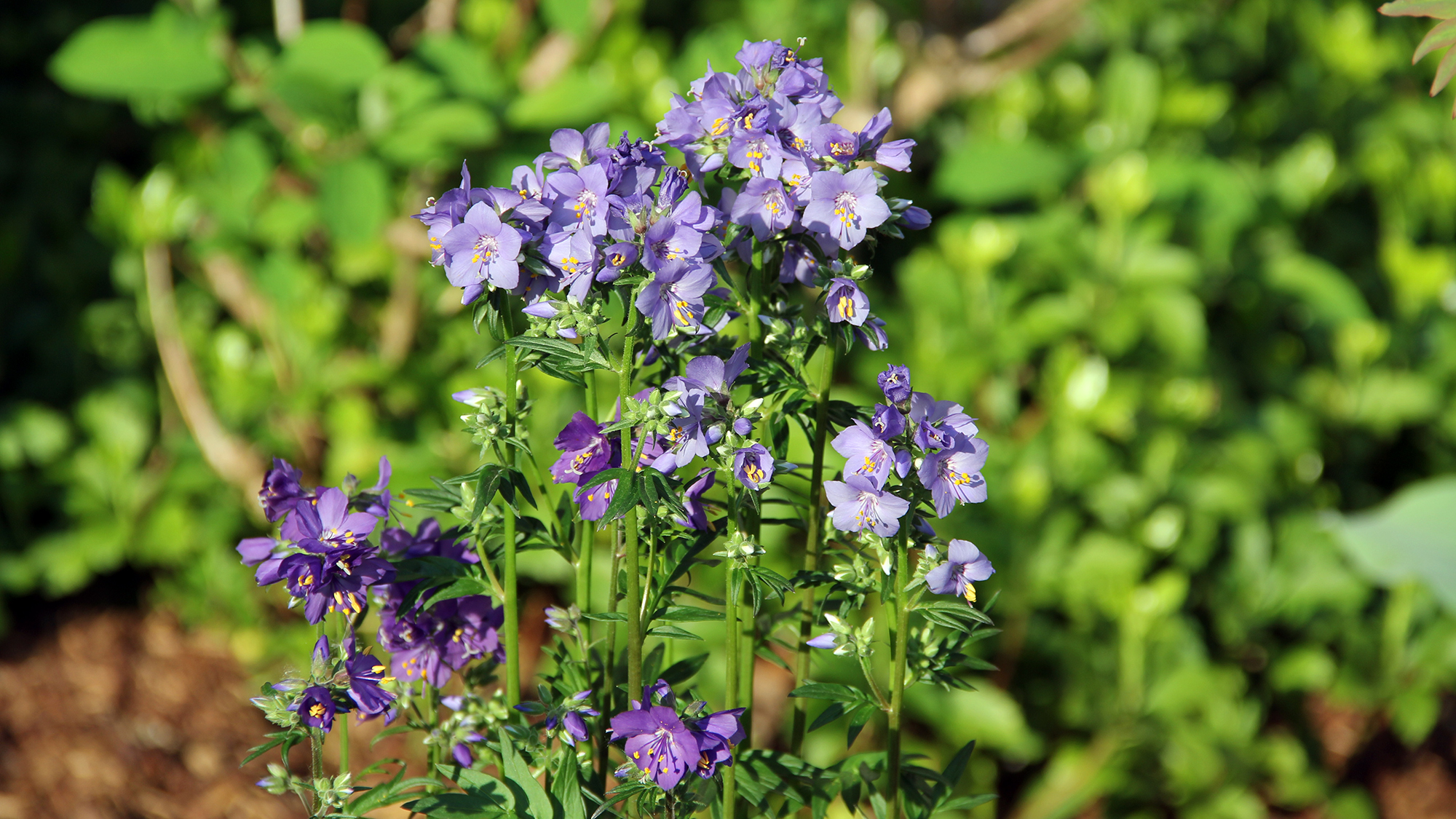 Jacob's Ladder Purple Rain blooming in May