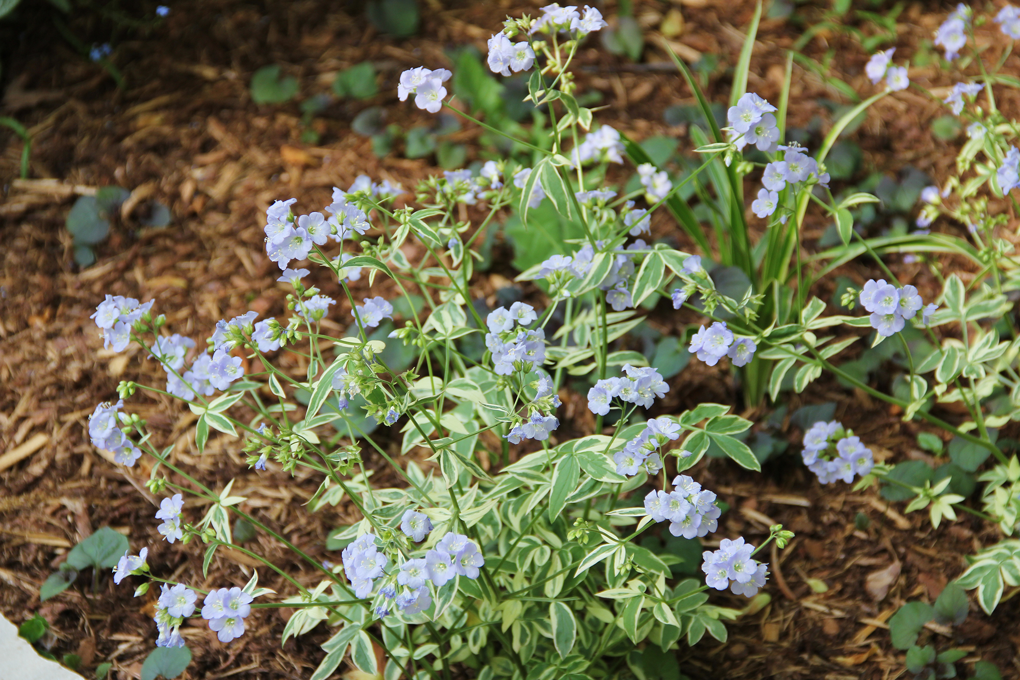 Variegated Jacob's Ladder in bloom