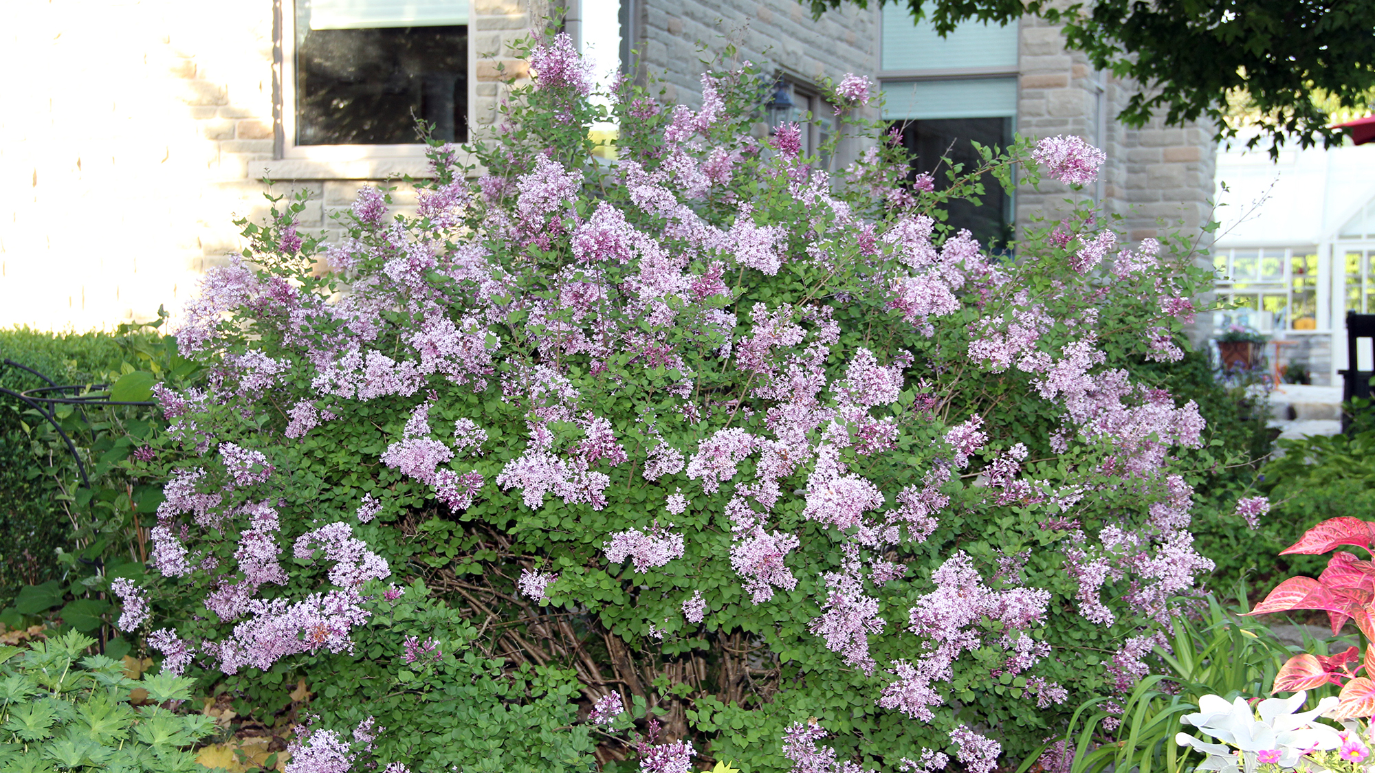 Lilac boomerang in bloom in spring