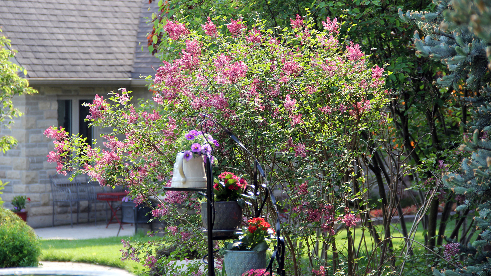 Pink lilac in bloom after several branches were removed