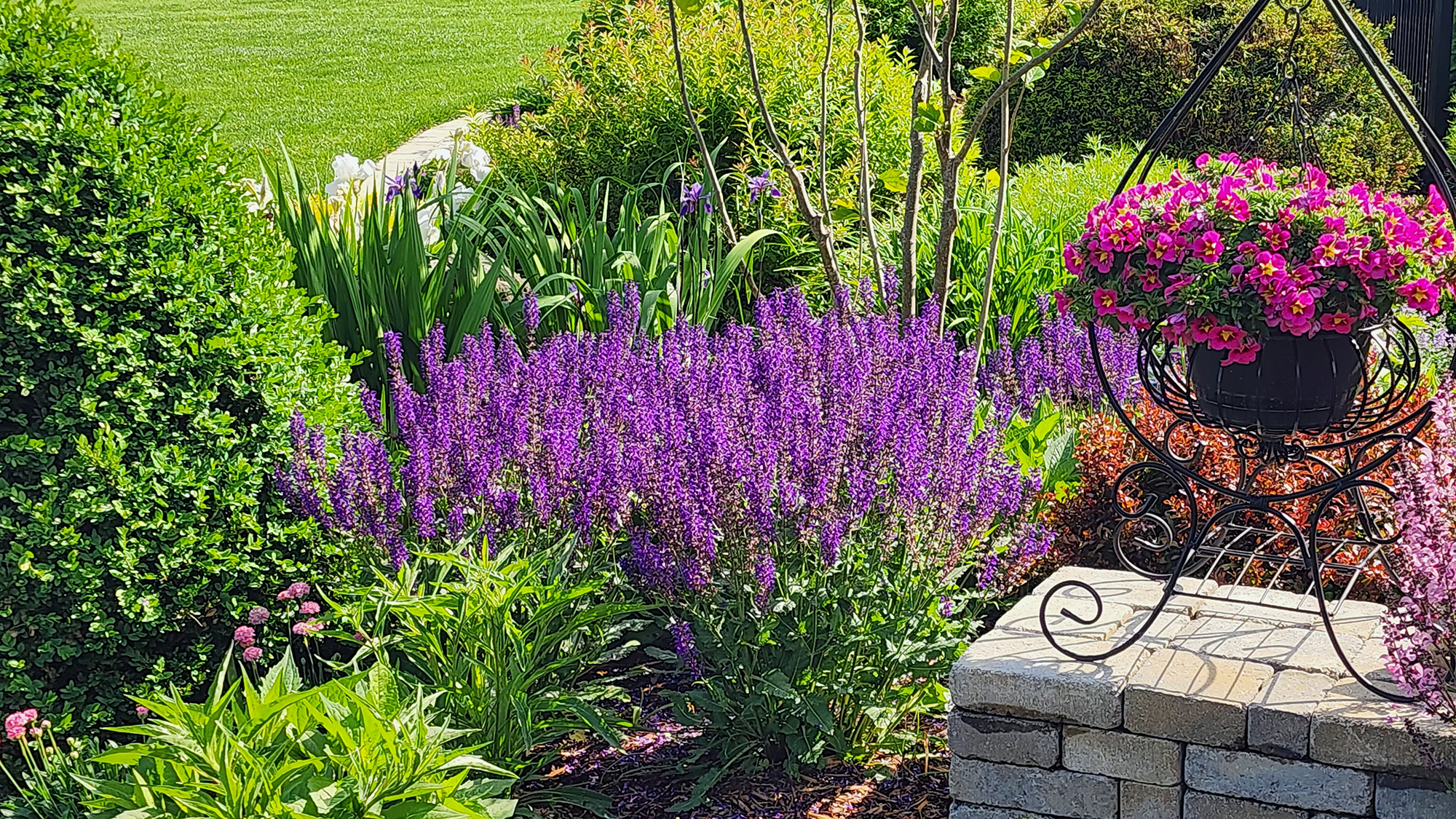 Salvia and petunia basket