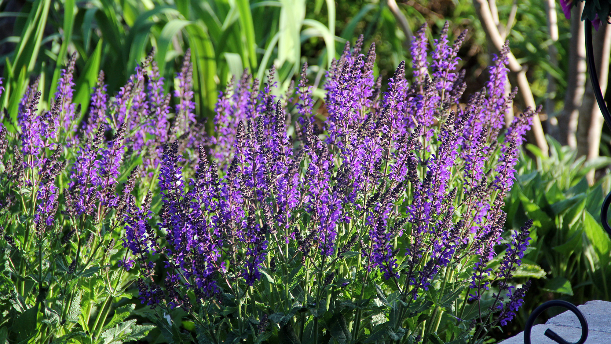 Salvia nemerosa Viola Klose