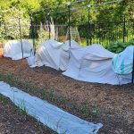 tomatoes under cover in late May