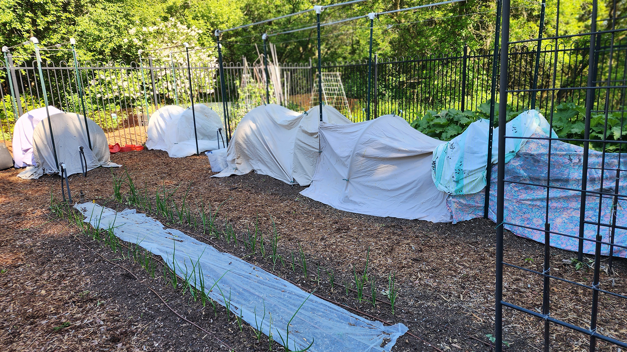 tomatoes under cover in late May