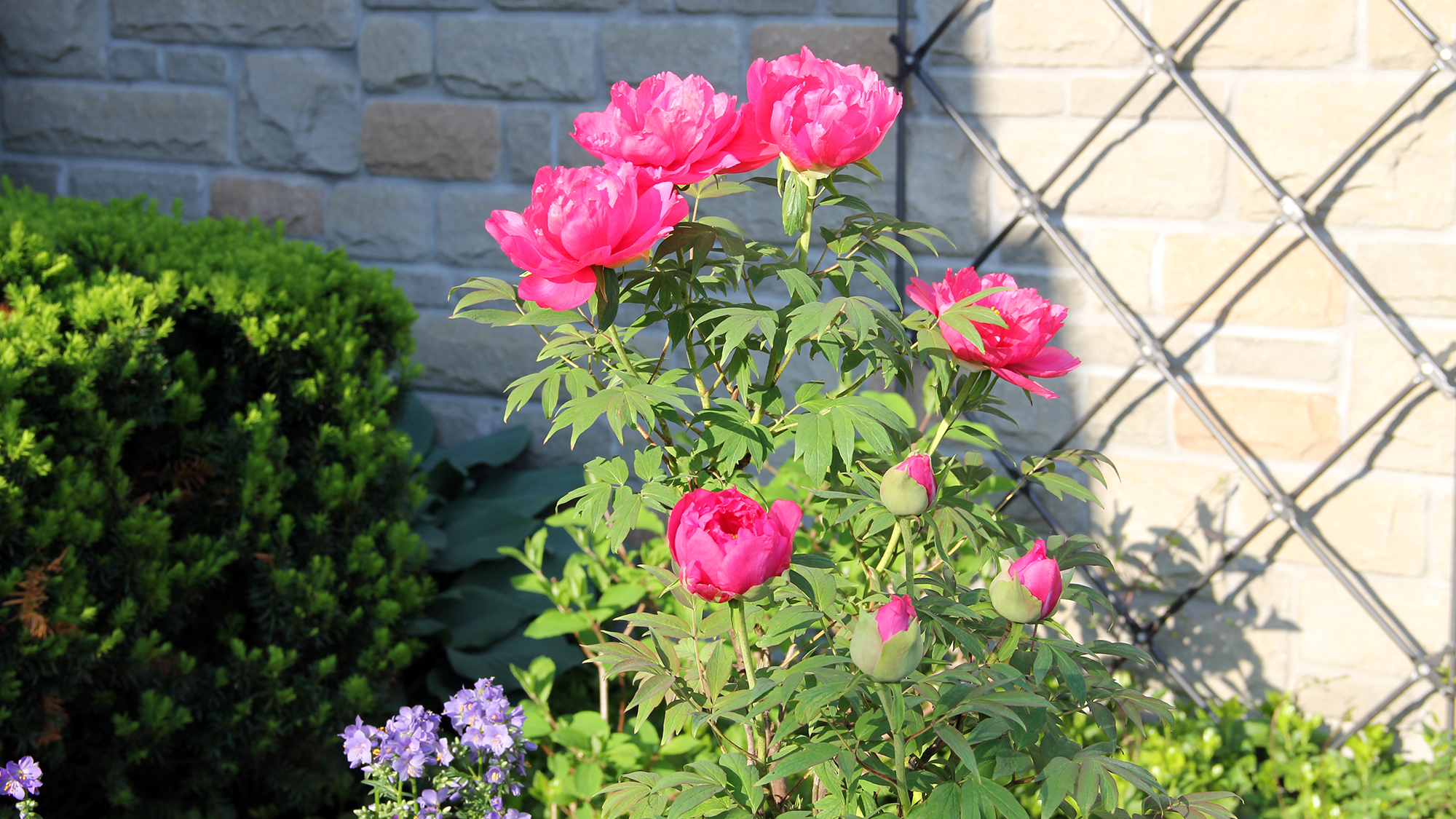 Rose-pink tree peony blooming