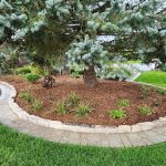 plants under a blue spruce