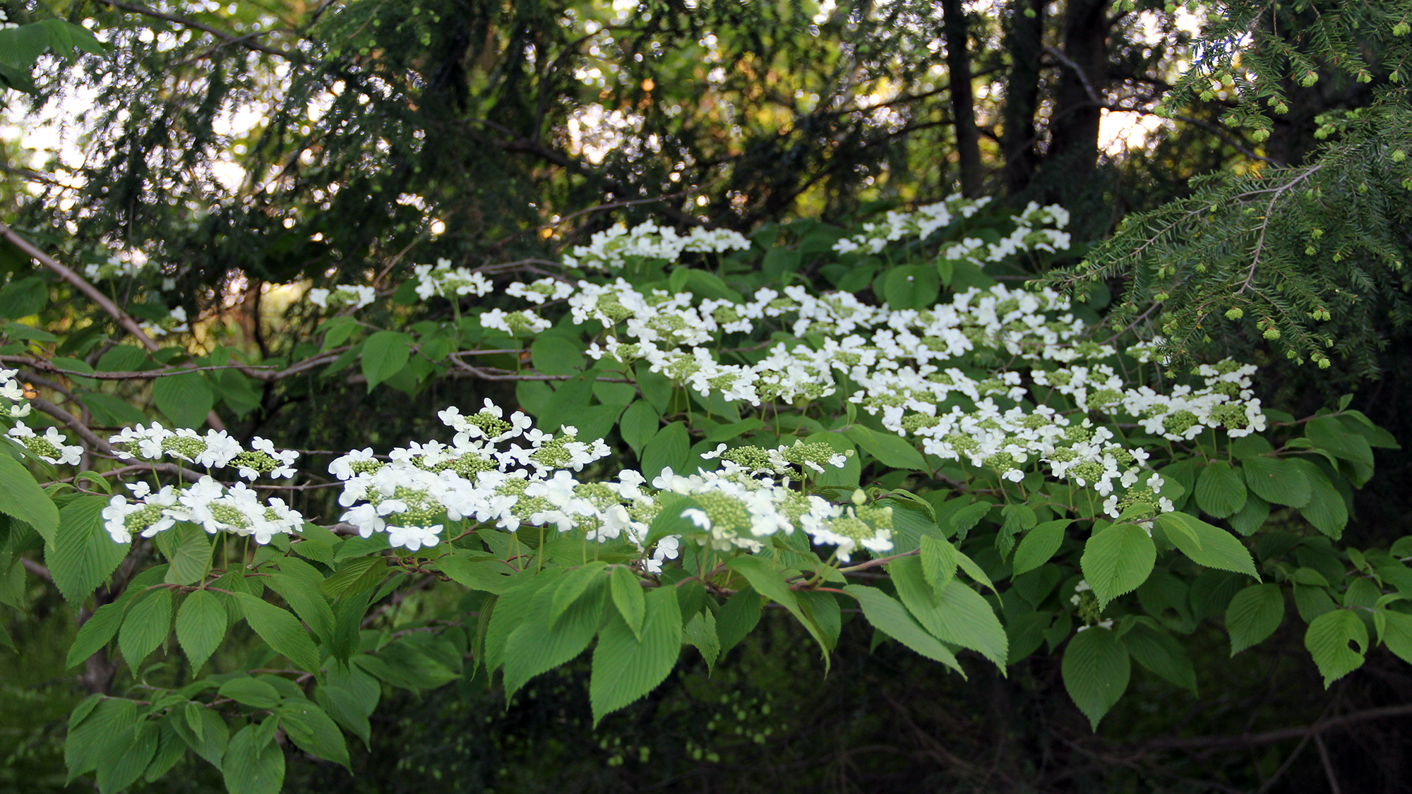 Viburnum plicatum Mariesii in bloom in the woodland garden