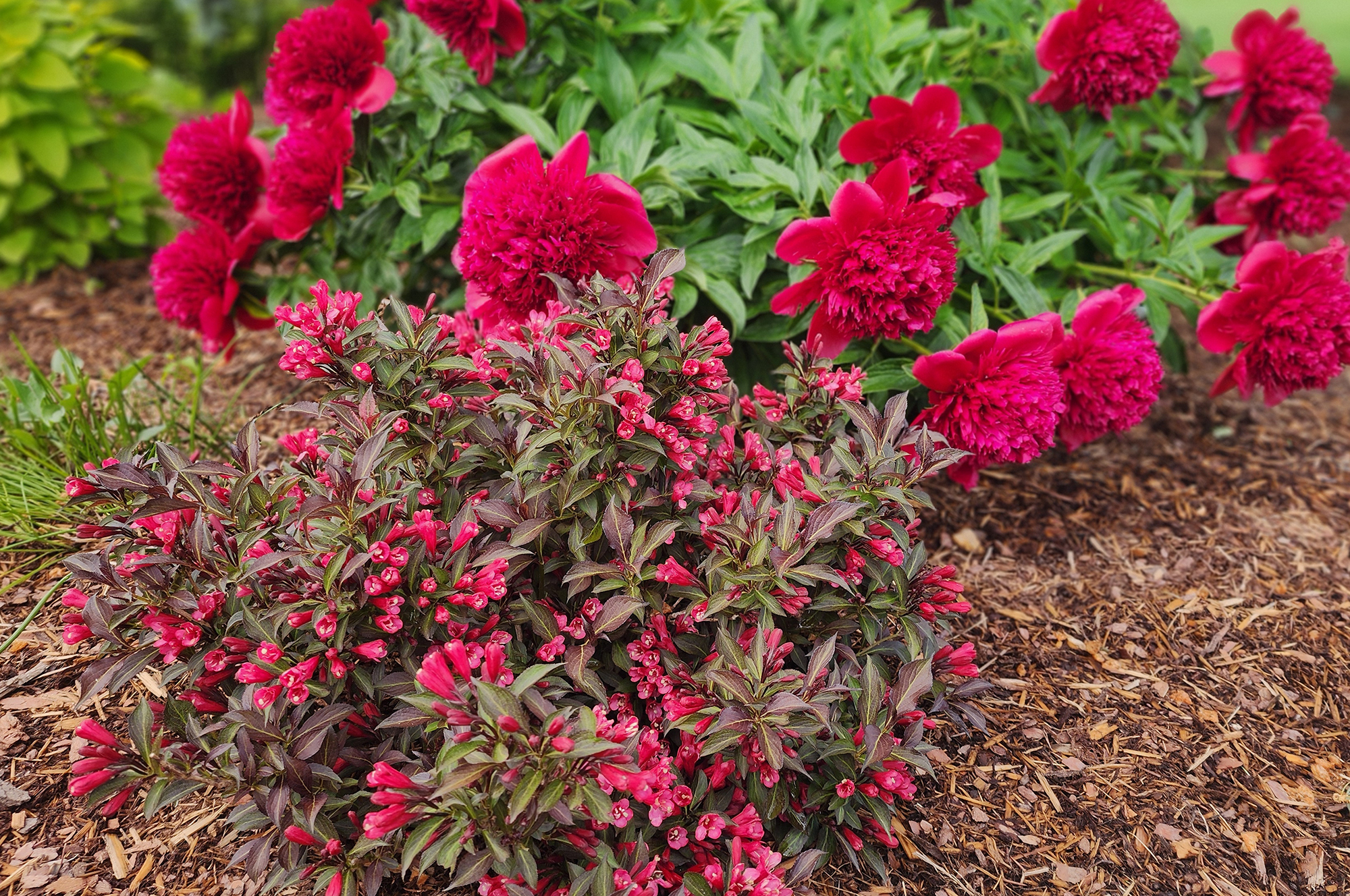 Weigela Electric Love with Peony Red Charm